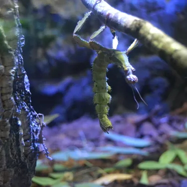Insecto Palo