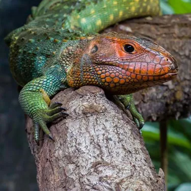 Fotolia 208720824 Lagarto Caiman