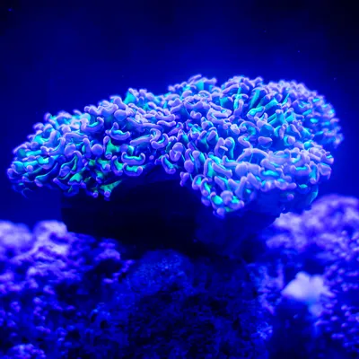 BIOLUMINISCENT 1