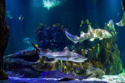 Sealife Dsc9263 Small