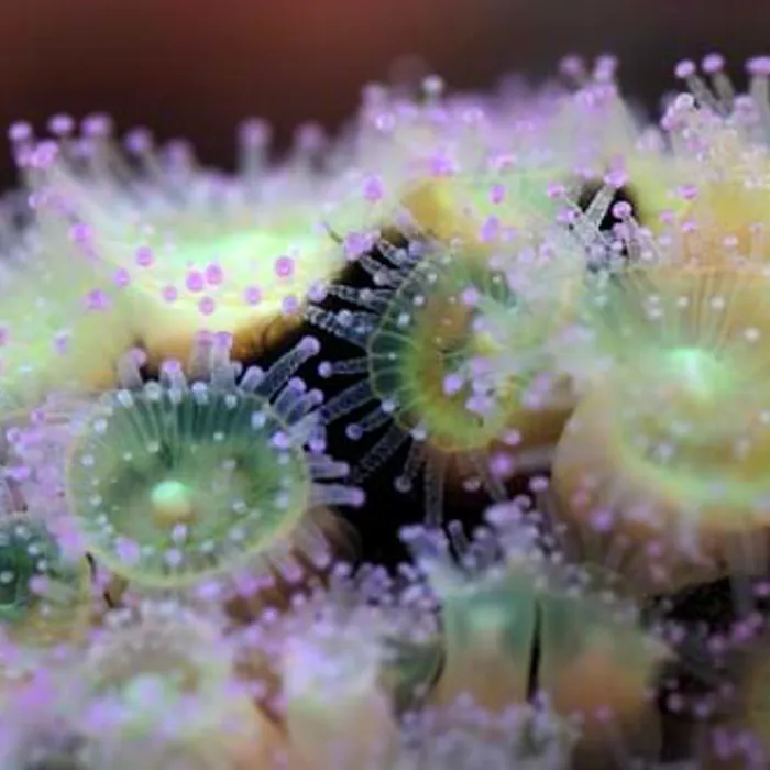 Anemonas lila