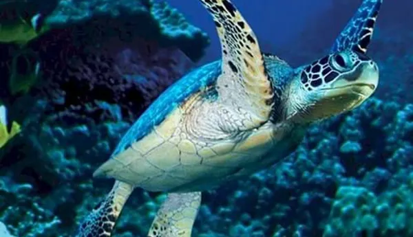 Tortugas 2