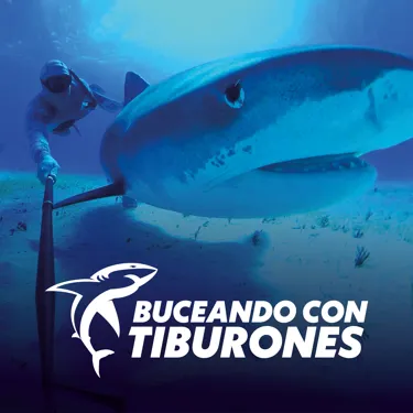 SHARK DIVE EUROPEAN SPANISH SOCIAL 1