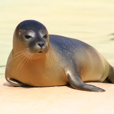 Foto Foca