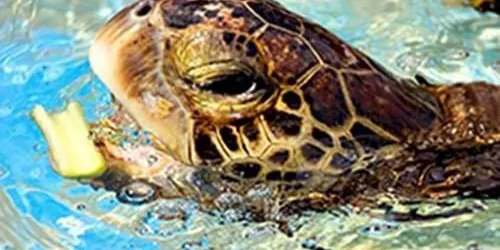 Alimentación Tortuga 479X360px Promo Area