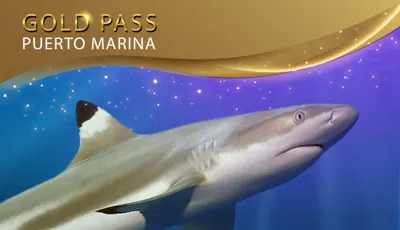 600X345 Gold