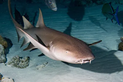 NURSE SHARK