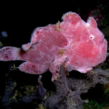 Frogfish Libre Foto