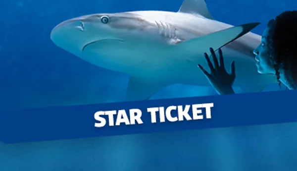 STAR TICKET