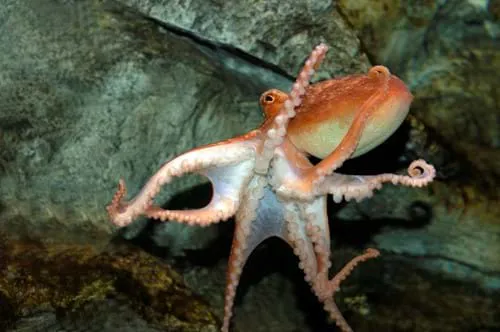 Octopus