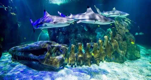 Left Right Module 1 965X515 Px Jurassic Tunnel