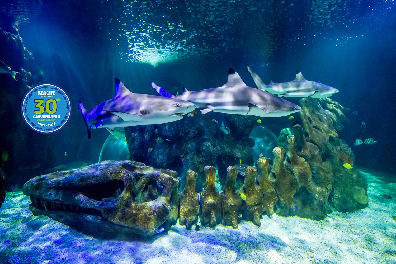 Tanque Oceánico