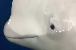 Little White