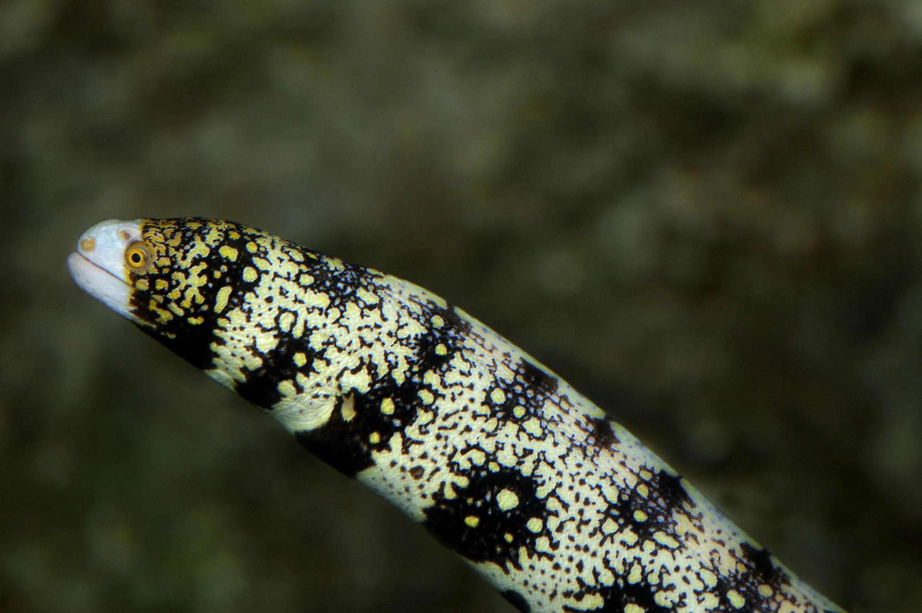 Snowflake Moray