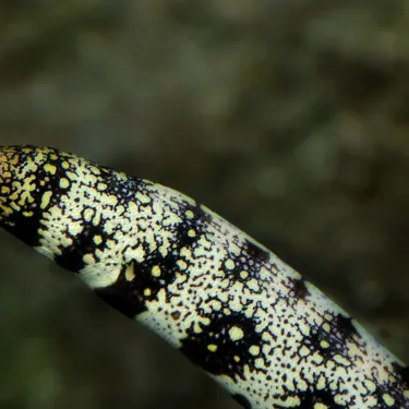Snowflake Moray