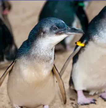 Foto Penguins 2