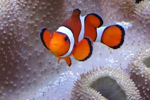 Nemo (1)