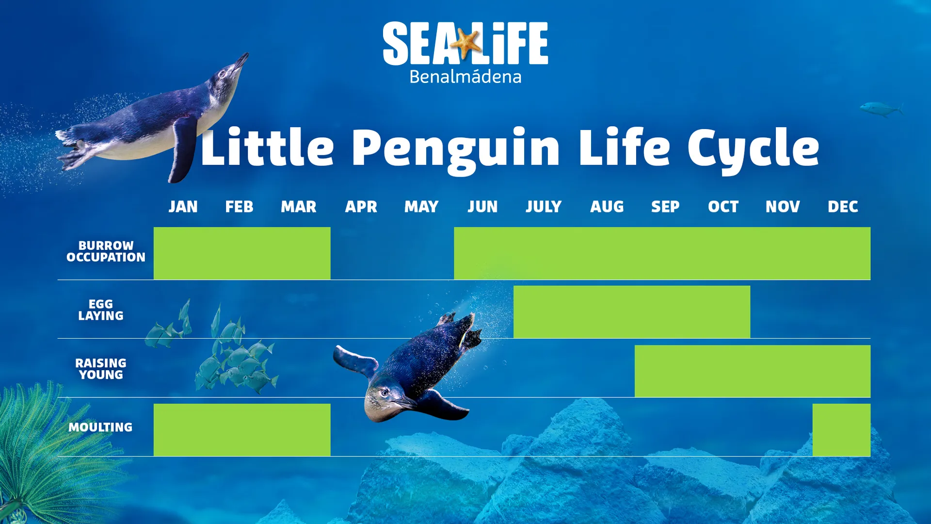 Slsc Littlepenguinlifecycle 1920X1080px ENG