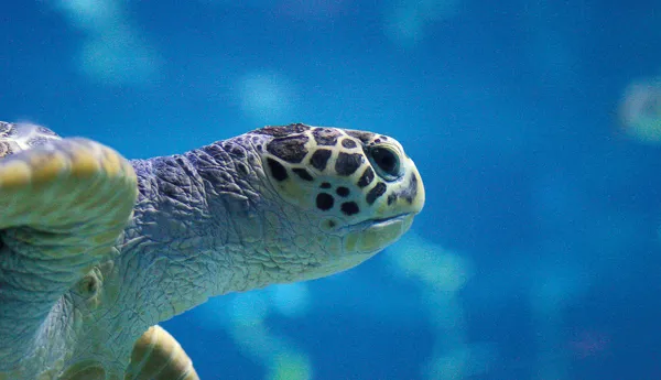 Tortuga Verde (1)
