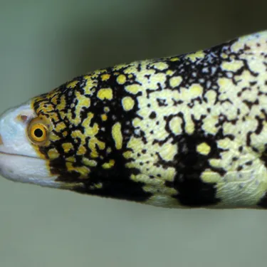 Snowflake Moray 2