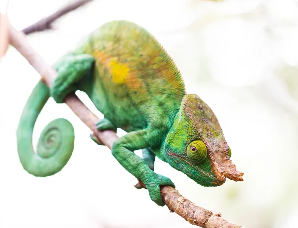 Camaleon Parson