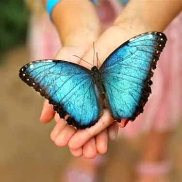 Mariposario Benalmadena 215