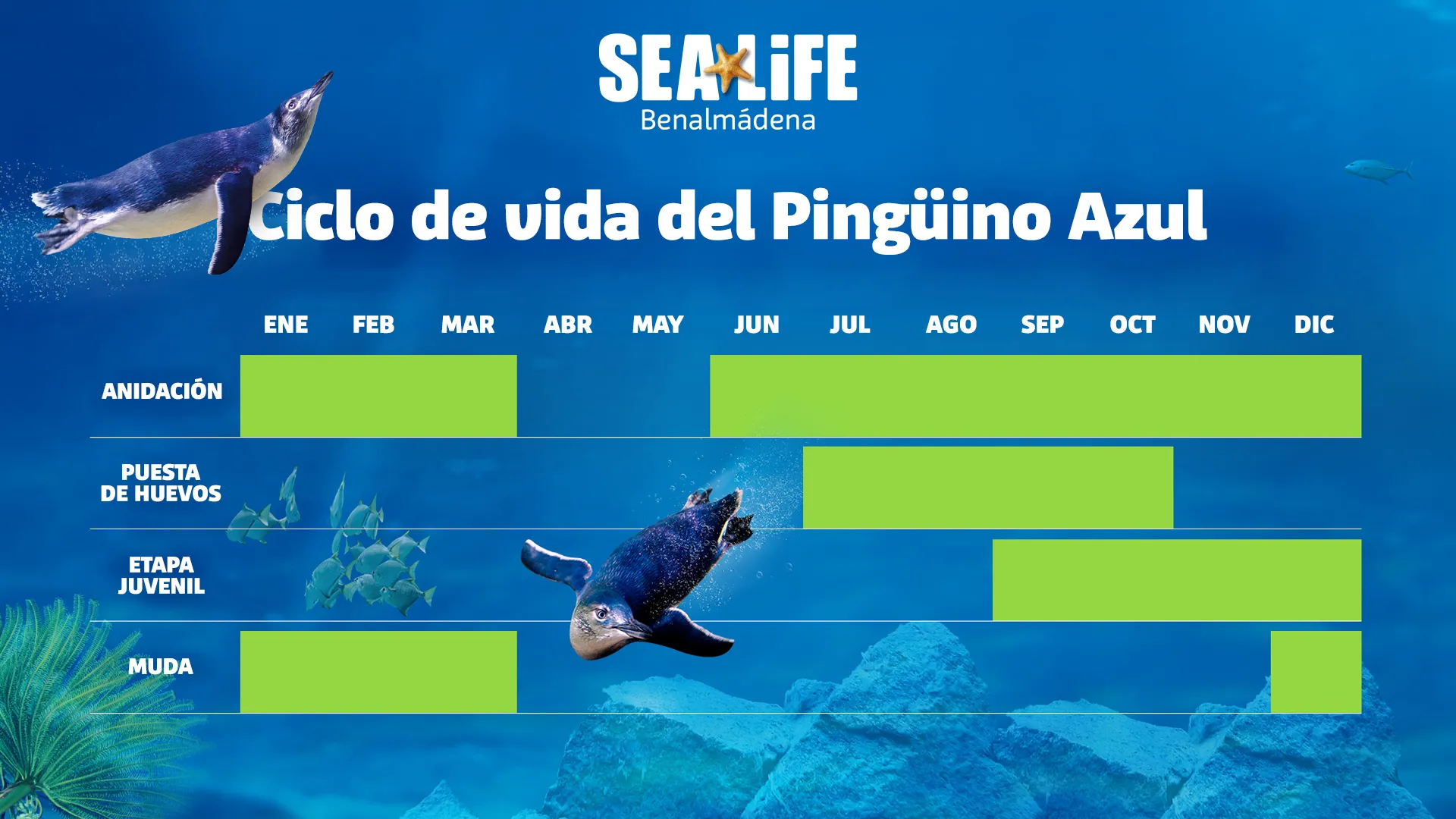 Slsc Littlepenguinlifecycle 1920X1080px ES