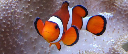 Nemo2