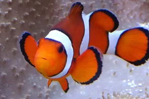 Nemo2