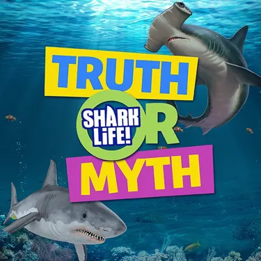 Shark Life