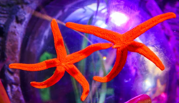 Sealife 2000Px 0010