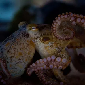 Octopus Bimaculoides