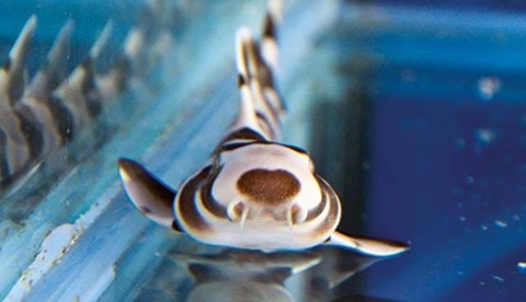 Sea Life Have Bred Brownbanded Bamboo Sharks Using Artificial Insemination Cropped