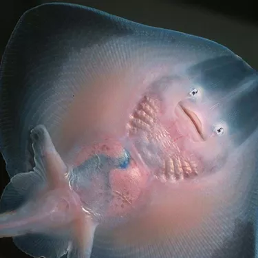 3 Female Rays Give Birth To Up To Six Baby Stingrays Each Year Cropped