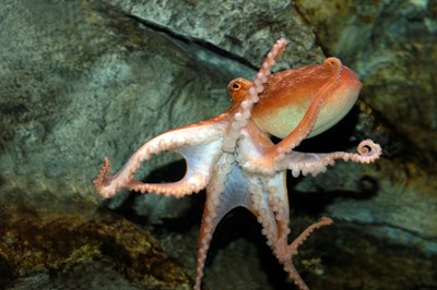 8898 Eledone Cirrhosa Â Lesser Octopus