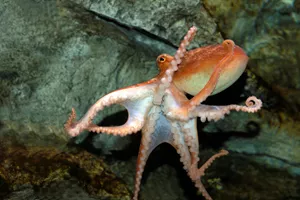8898 Eledone Cirrhosa Â Lesser Octopus