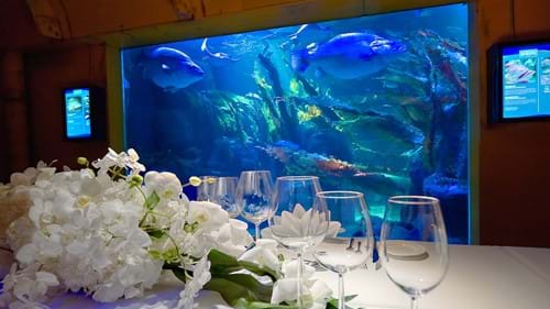 Abendessen mit Blick auf die Aquarien - das ist im SEA LIFE möglich
