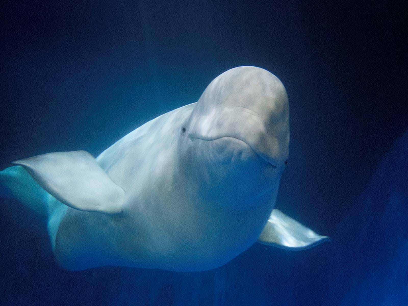 Watch penguin visit beluga whales in aquarium