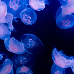 10612 Swarm Of Moon Jellyfish
