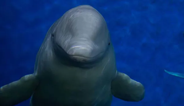 Beluga whales