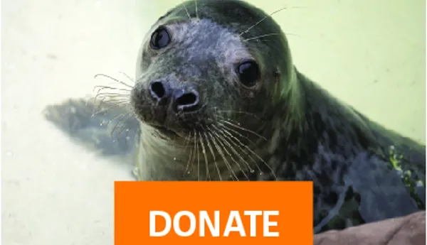 Donate Image SLT