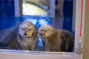 Sea otters