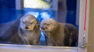 Sea otters