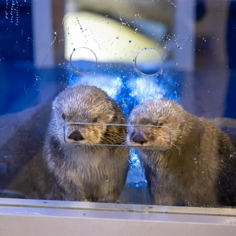 Sea otters