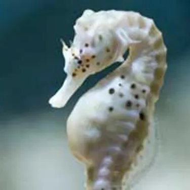 Big Belly Seahorse