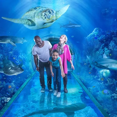 The Ocean Tunnel at SEA LIFE