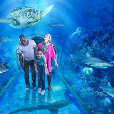 The Ocean Tunnel at SEA LIFE