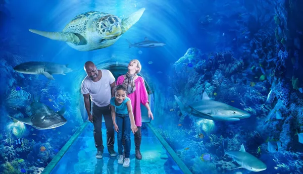 The Ocean Tunnel at SEA LIFE