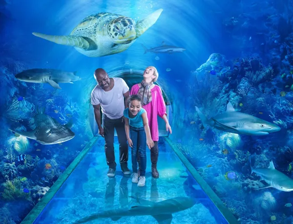 The Ocean Tunnel at SEA LIFE