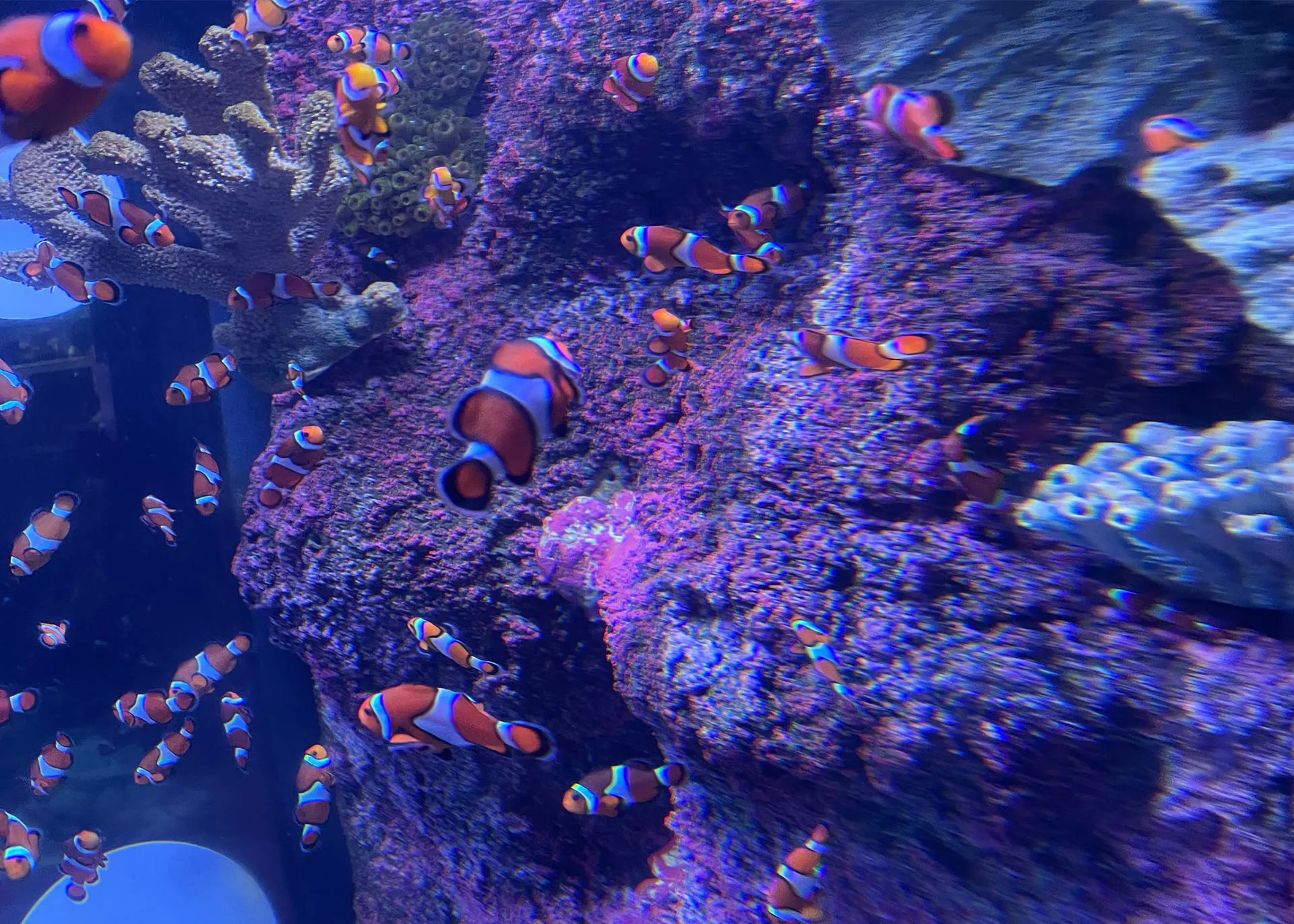 Group Of Clownfish